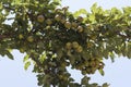 Pear ripe organic cultivar pears in the summer garden photo