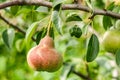 Pear ripening on a branch. Close-up of a pear in sunlight with leaves. Organic growing of fruits Royalty Free Stock Photo