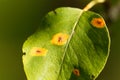 Pear rust disease, Gymnosporangium sabinae