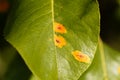 Pear rust disease, Gymnosporangium sabinae