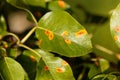 Pear rust disease, Gymnosporangium sabinae Royalty Free Stock Photo