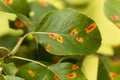 Pear rust disease, Gymnosporangium sabinae Royalty Free Stock Photo