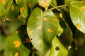 Pear rust disease, Gymnosporangium sabinae Royalty Free Stock Photo