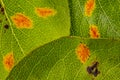 Pear rust disease Gymnosporangium sabinae Royalty Free Stock Photo