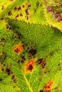 Pear rust disease Gymnosporangium sabinae Royalty Free Stock Photo