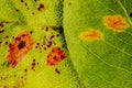 Pear rust disease Gymnosporangium sabinae Royalty Free Stock Photo