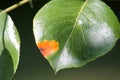 Pear rust Gymnosporangium sabinae on pear leaf Royalty Free Stock Photo