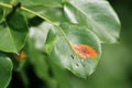 Pear rust or Gymnosporangium sabinae on pear leaf Royalty Free Stock Photo