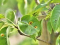 Pear rust Royalty Free Stock Photo