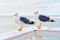 Pear of Seagulls Perched on Wooden Railings by the Ocean