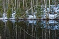 Pear shape tree reflection in winter