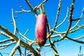 Pear shaped capsule, ovoid fruit pod, of floss silk tree