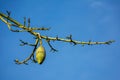 Pear shaped capsule, ovoid fruit pod, of floss silk tree. No leaves, no flowers on Ceiba speciosa tree trunks