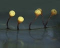 Pear-shaped fruit bodies of a slime mold Physarum oblatum Royalty Free Stock Photo