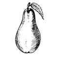 Pear sketch illustration. Hand drawn pear. Vector illustration, isolated on white background Royalty Free Stock Photo