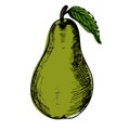 Pear sketch illustration. Hand drawn pear. Vector illustration, isolated on white background Royalty Free Stock Photo
