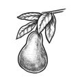 Pear sketch or vector plant hand drawn. Fruit Royalty Free Stock Photo