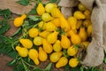 Pear tomato in a burlap bag.Yellow organic pear tomato