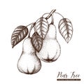 Vector Pear Tree Vintage Sketch. Hand Drawn Illustration. Engraved Fruit Drawing. Botanical Design Template.
