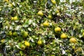 Pear tree Royalty Free Stock Photo