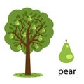 Pear tree