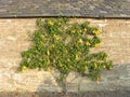 Pear tree against wall