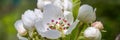 Pear tree, apple tree buds and open white flowers with pistil and stamens. Spring blooming branches in garden. Nature background