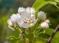 Pear tree, apple tree buds and open white flowers with pistil and stamens. Spring blooming branches in garden. Nature background i