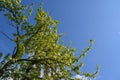 Pear tree on the background of blue sky. Garden in spring Royalty Free Stock Photo