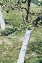 Pear tree with bark whitewashed with lime Royalty Free Stock Photo