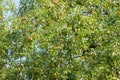 A Pear tree bearings many fruit Royalty Free Stock Photo