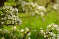 Pear tree blooming, branches in white flowers at spring garden Royalty Free Stock Photo