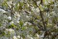 Pear tree blossom, full frame, close-up Royalty Free Stock Photo