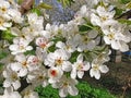 Pear tree in blossom Royalty Free Stock Photo