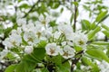 Pear tree blossom close-up. White pear flower on naturl background Royalty Free Stock Photo