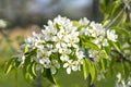 Pear tree blossom close-up. White pear flower on naturl background. Fruit tree blossom close-up. Shallow depth of field Royalty Free Stock Photo