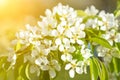 Pear tree blossom close-up. White pear flower on naturl background. Fruit tree blossom close-up. Shallow depth of field. toned Royalty Free Stock Photo