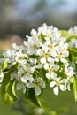 Pear tree blossom close-up. White pear flower on naturl background. Fruit tree blossom close-up. Shallow depth of field. vertical Royalty Free Stock Photo