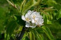 Pear tree blossom, spring season in fruit orchards in Haspengouw agricultural region in Belgium, close up