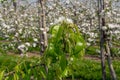 Pear tree blossom, spring season in fruit orchards in Haspengouw agricultural region in Belgium, close up