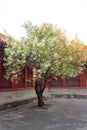 A pear tree blossoming in Chinese traditional courtyard