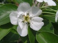 pear tree blossoms, Pyrus flowers are white on branches against background of leaves in early spring. Medicinal and honey plants.