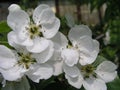pear tree blossoms, Pyrus flowers are white on branches against background of leaves in early spring. Medicinal and honey plants.