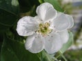 pear tree blossoms, Pyrus flowers are white on branches against background of leaves in early spring. Medicinal and honey plants.