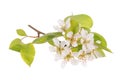 Pear tree branch in bloom Royalty Free Stock Photo