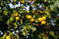 Pears on a branch in the sun