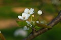 Pear tree branch