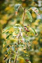 Pear tree branch with green leaves affected by a fungal disease rust. Vertical photography Royalty Free Stock Photo