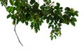 pear tree branch with green leaves isolated on white background with clipping path Royalty Free Stock Photo