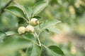 Pear tree branch with green leaves and unripe fruits Royalty Free Stock Photo